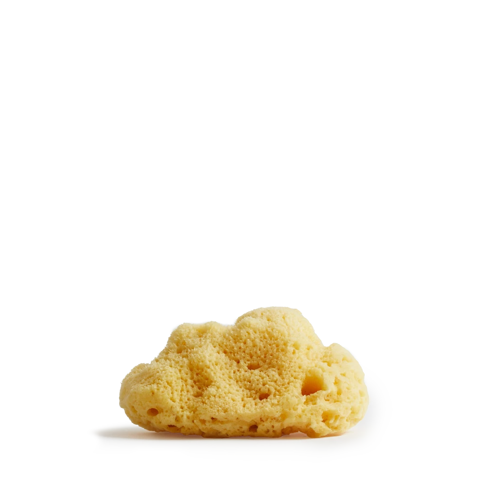 SEA SPONGE BIG